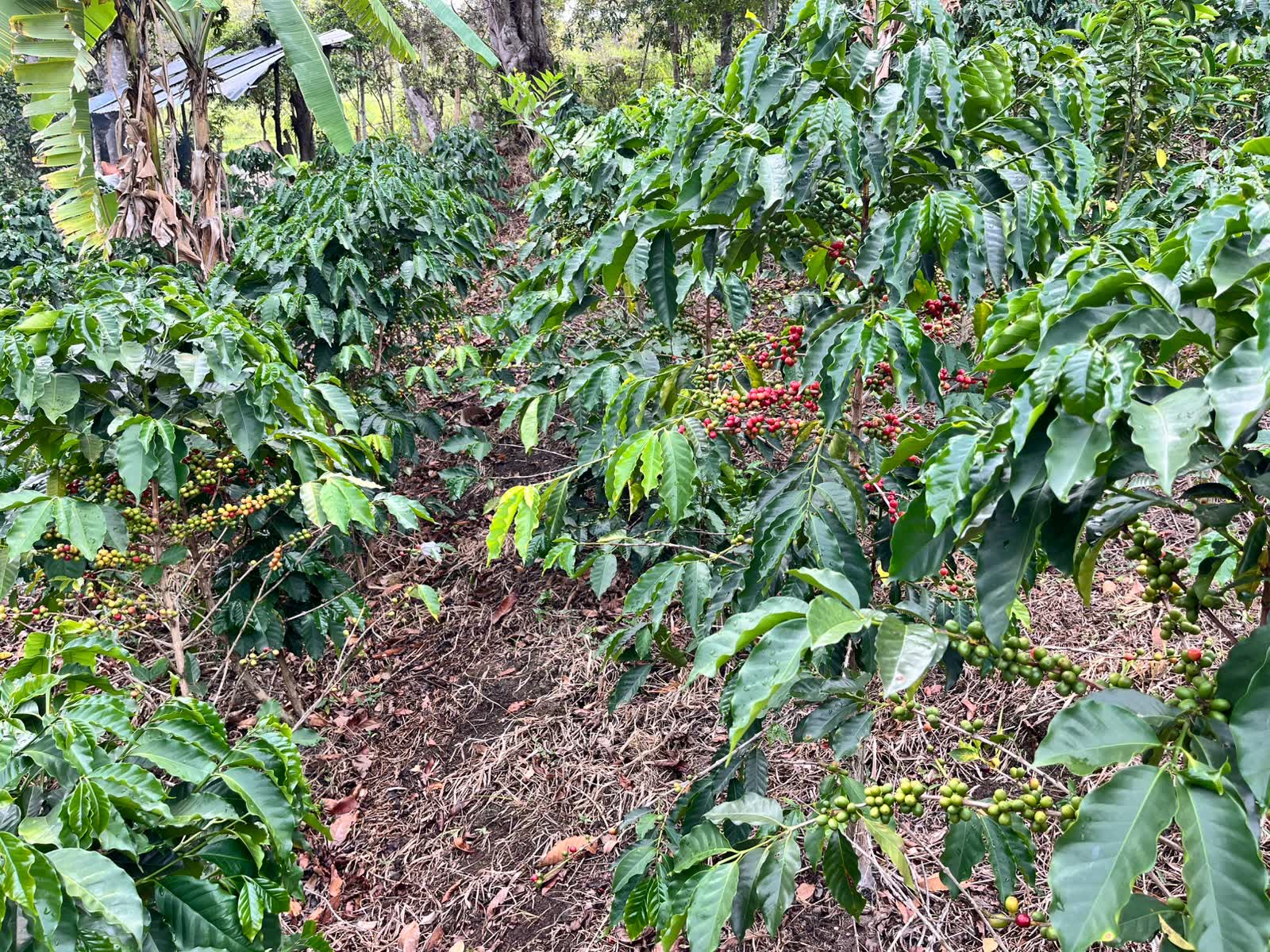 Café de origen, cultivado en familia
